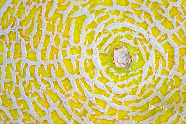 Ripe melon photo in macro