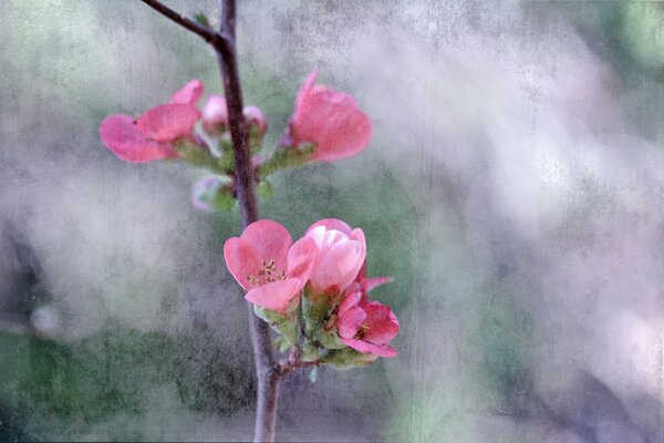 Spring twig with a flower on canvas