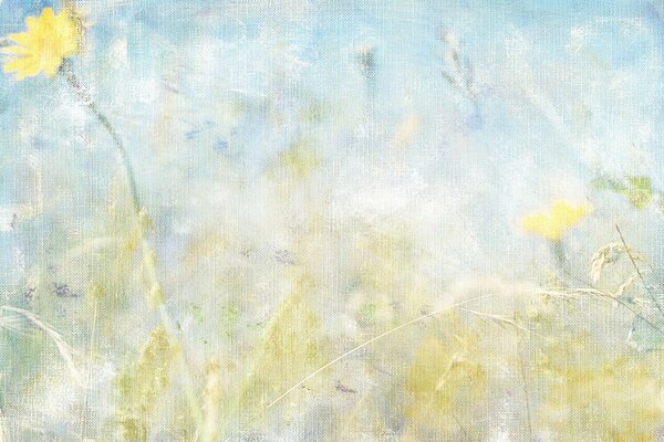 Dandelions on a blue sky background