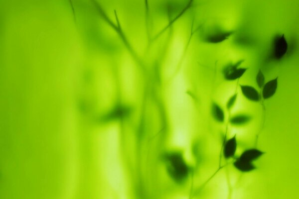 Blurry image of leaves on a green background