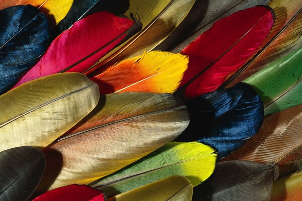 A game of colors made of parrot feathers