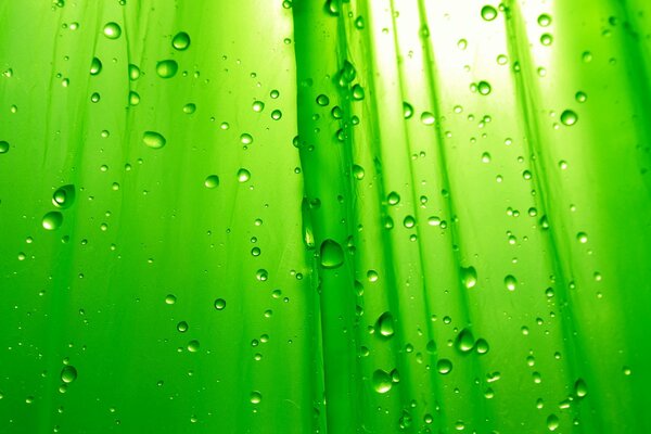 Raindrops on a green background