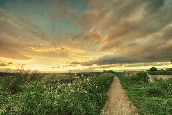 Road Field Sky flowers