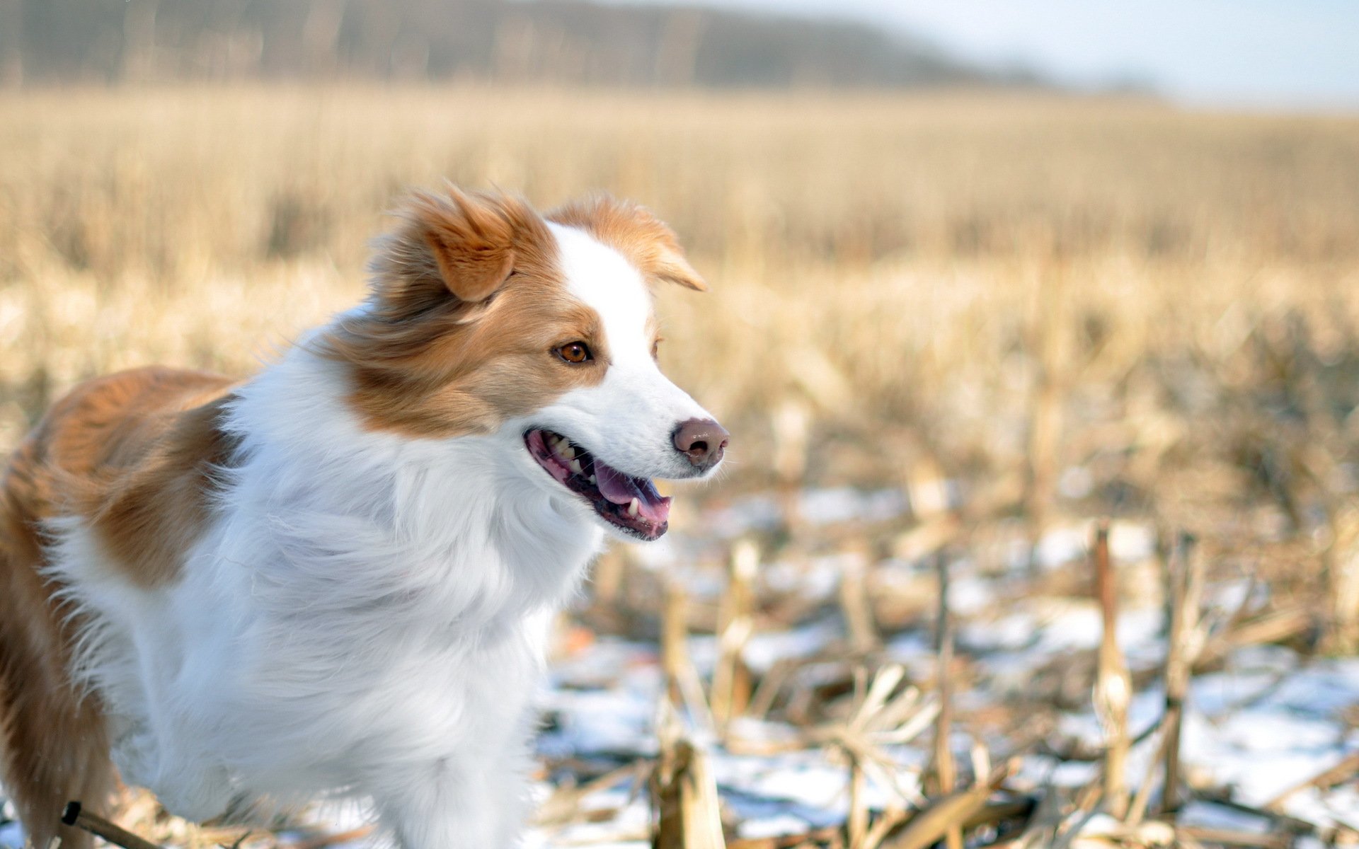dog the field winter