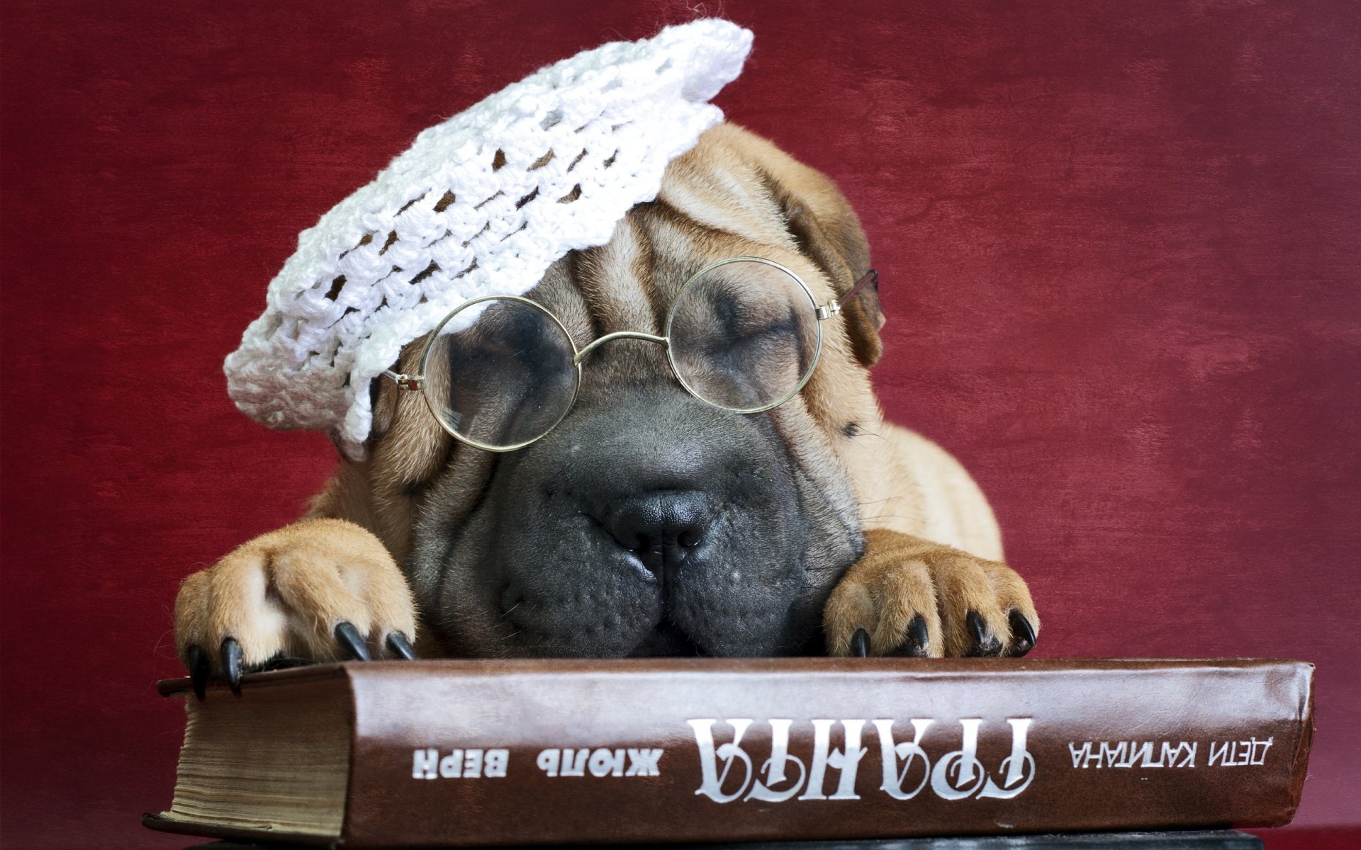 harpe dog other book sunglasse