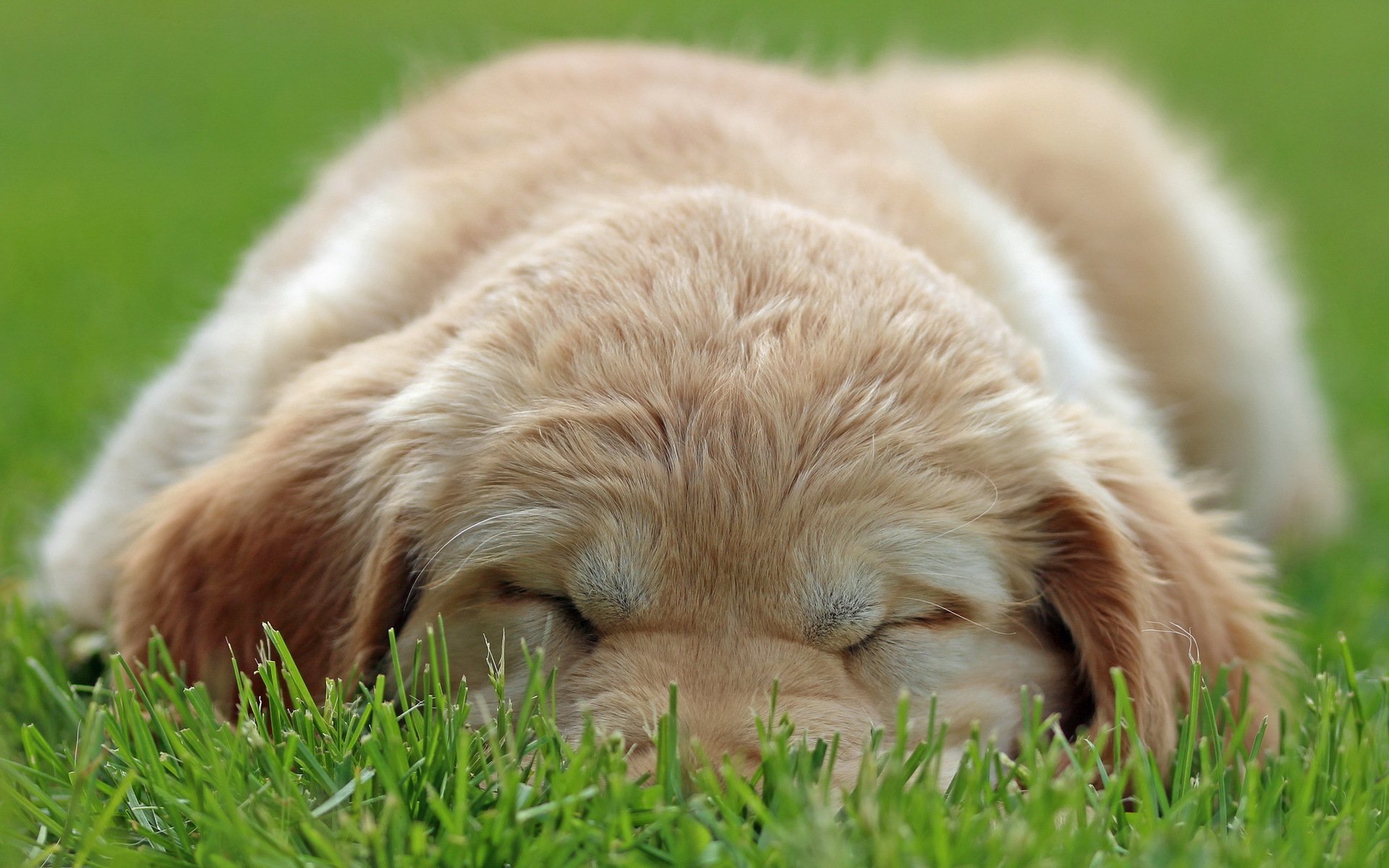 dog puppy gra