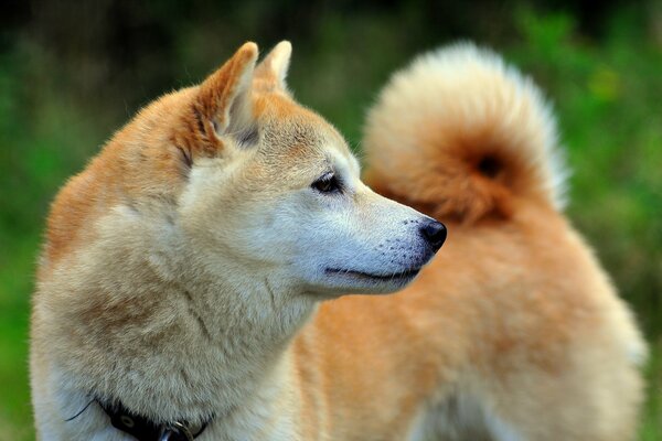 A beautiful dog looks away
