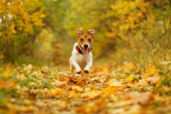 A joyful dog flies through the autumn leaves