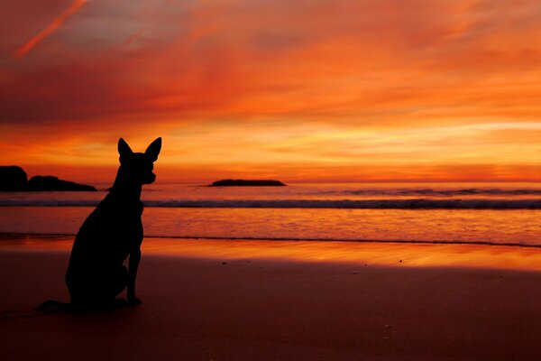 Sunset dog on the beach near the sea