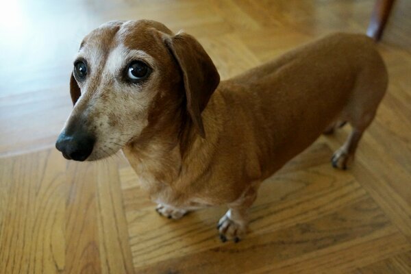 Very interesting dog cute