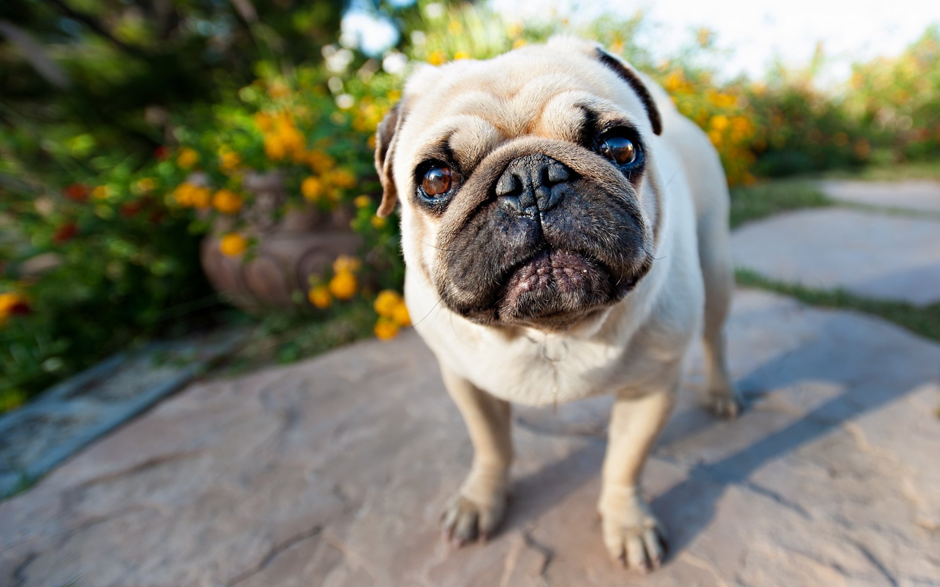 dog pug view