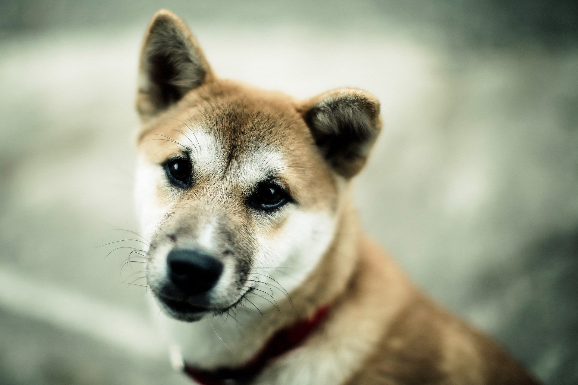 dog view background