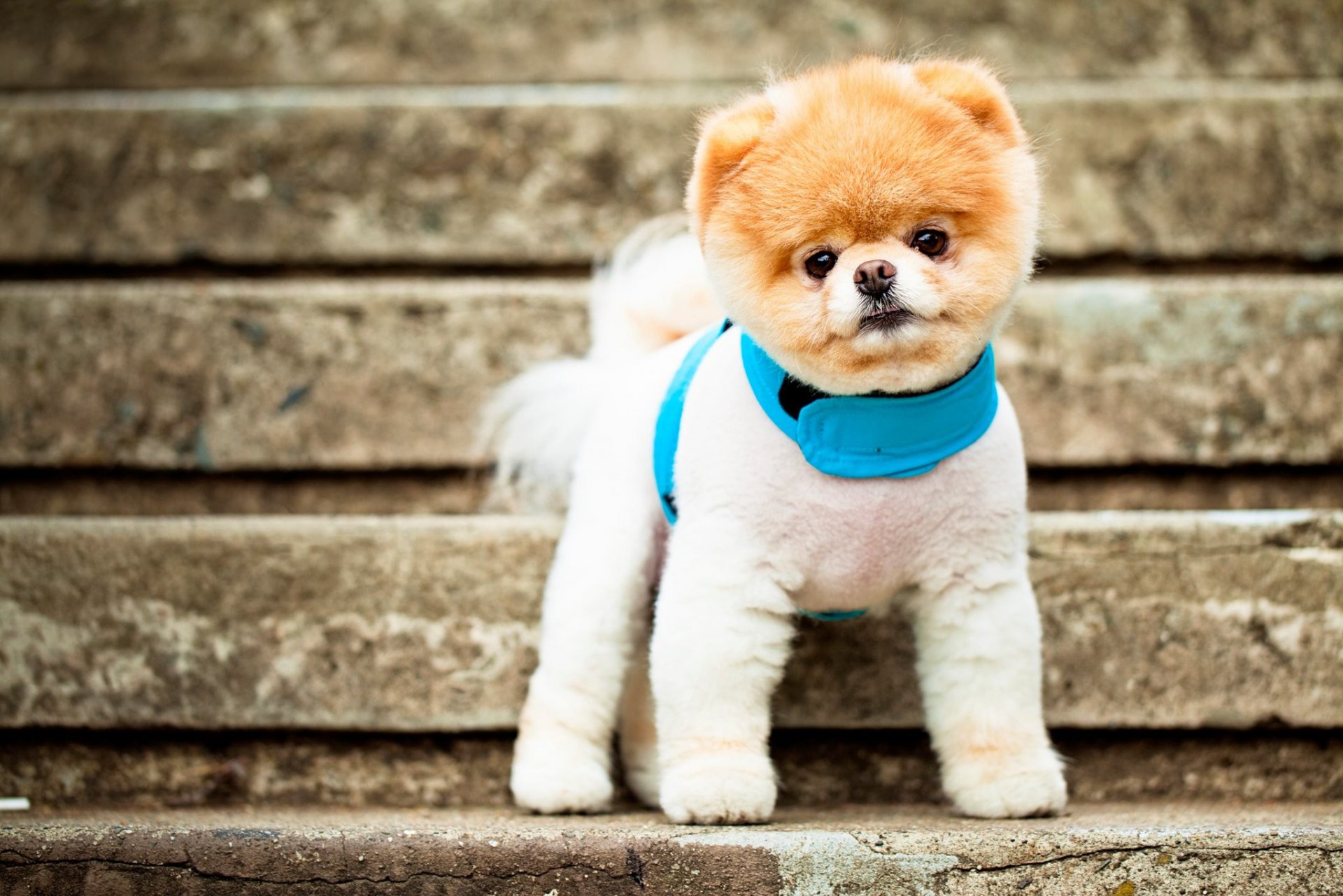 pomeranian dog rock face eyes ears necklace stair