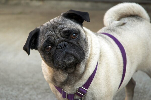 A pug in a blue harness looks at the camera with interest