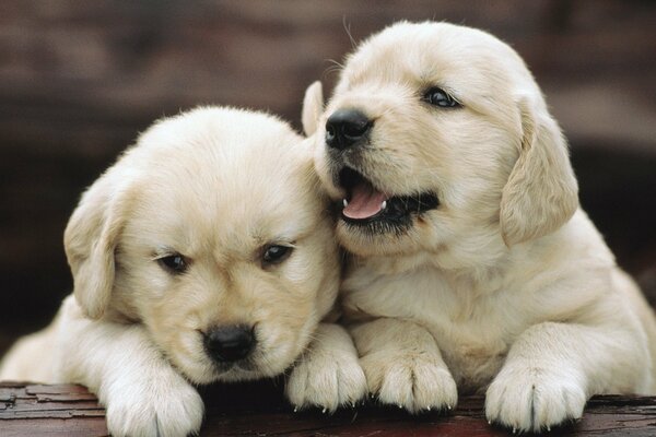 Photo of two small white puppies