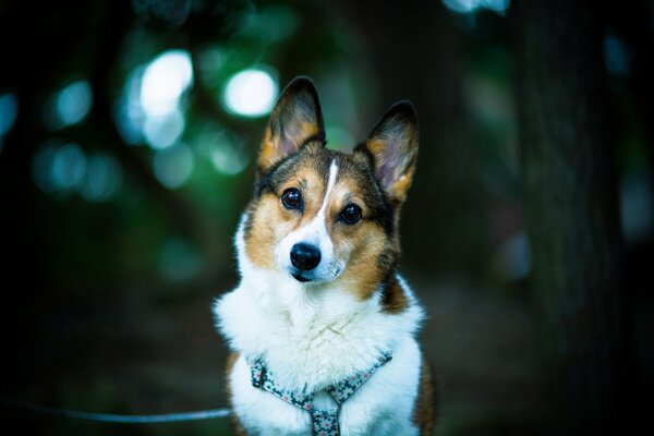 Kind look of the Welsh Corgi dog