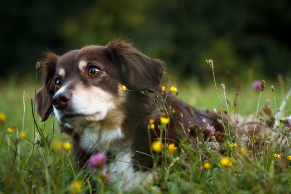 A dog with brown eyes in a flower field