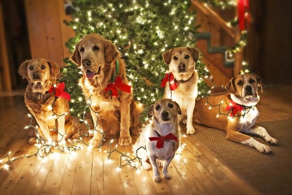New Year s mood from dogs