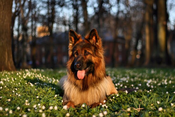 Compatibility of the beauty of nature and dogs