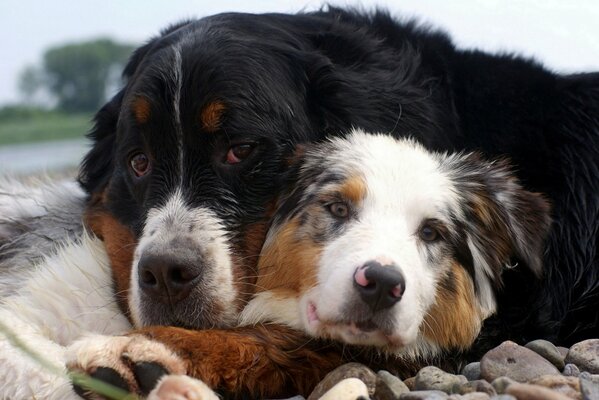 Two cute dogs. Human Friends