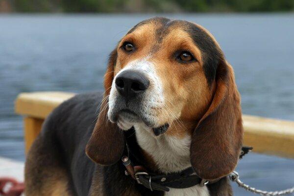 The dog is looking intently somewhere