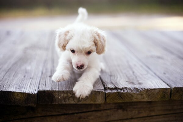 The puppy runs across the bridge and wants to jump