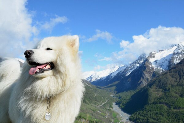 Photo shoot of a white beauty against the background of mountains