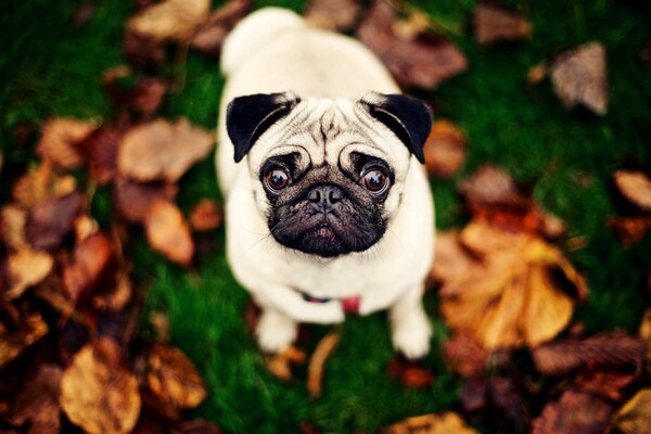 Pug on the background of leaves