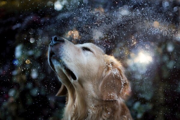 Dog on the background of snow splashes