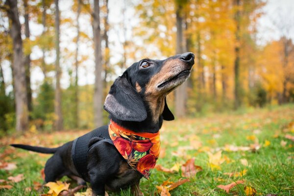 Autumn photo of a dachshund dog