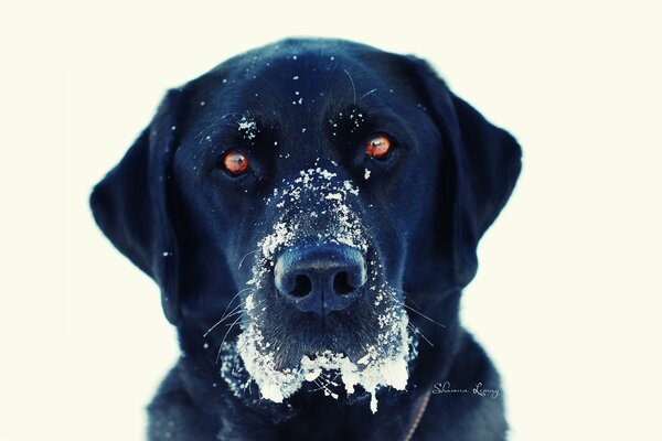 Dog s face in the snow