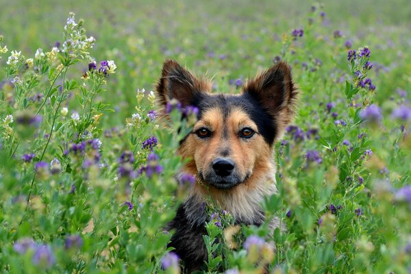 Dog on a summer background with flowers