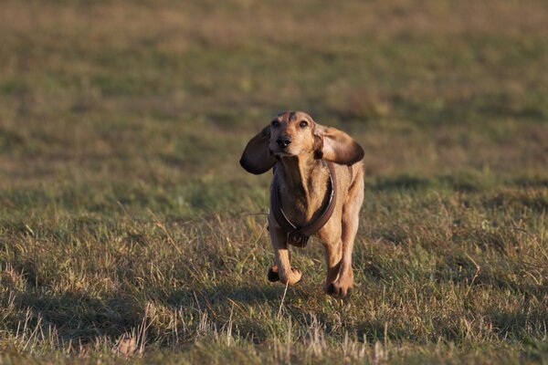 A dog runs across a green field