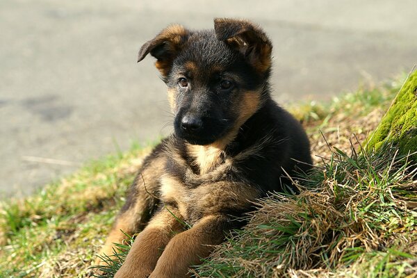 Cute dog on the green grass