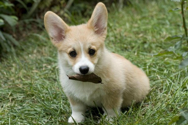 Big-eared puppy chews a leaf