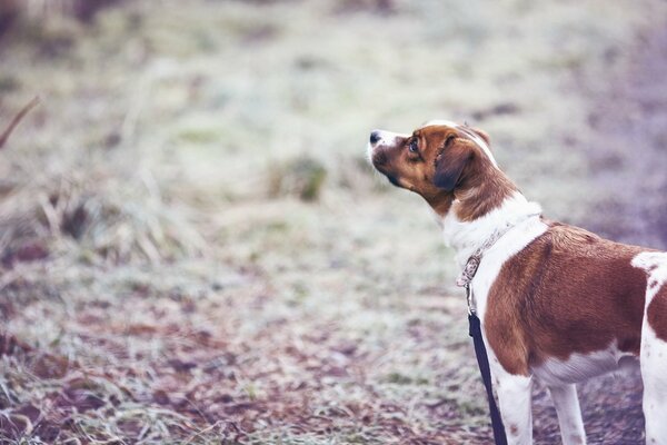 Dog walk in the field with a friend