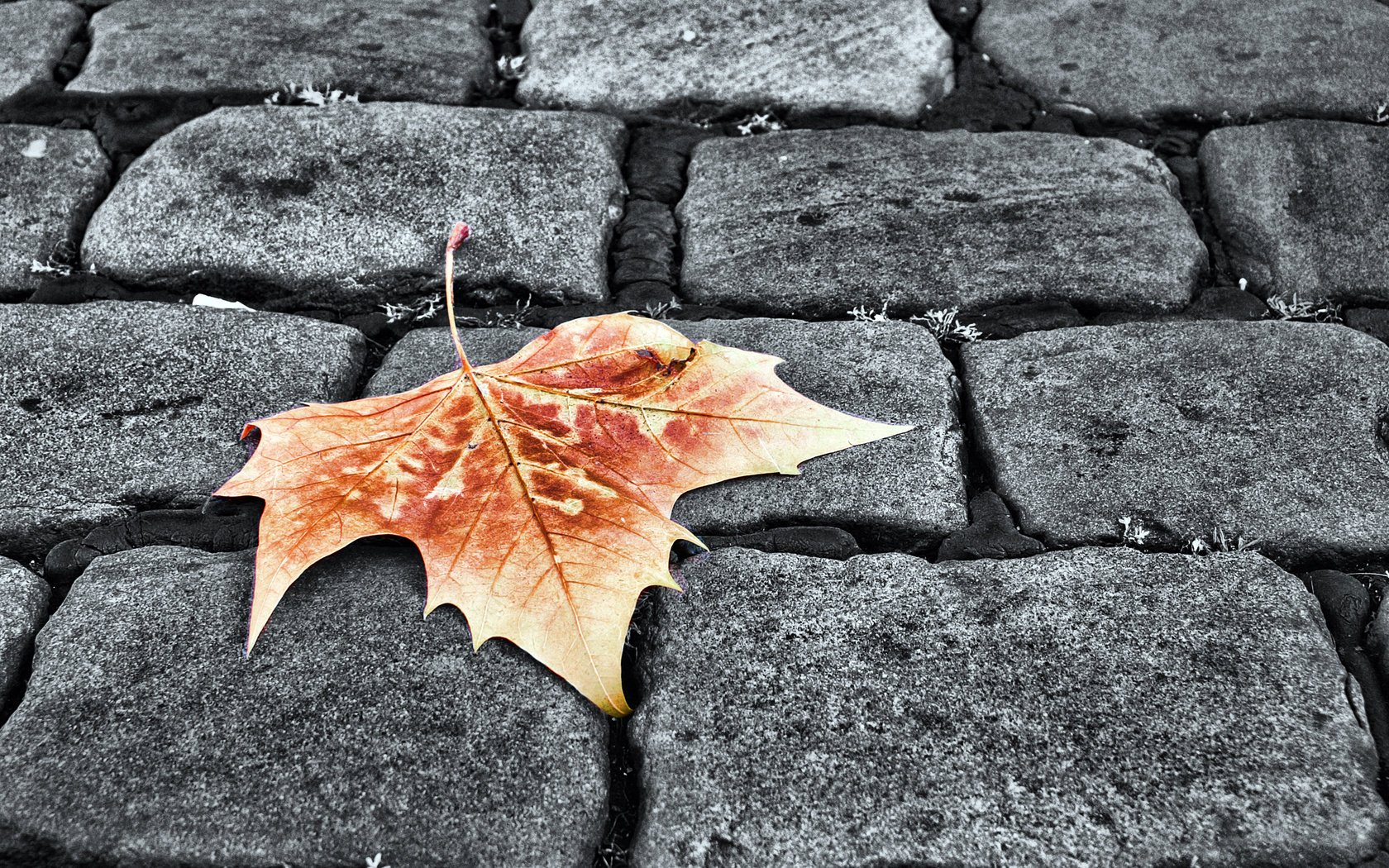 yellow leaf sheet autumn paver