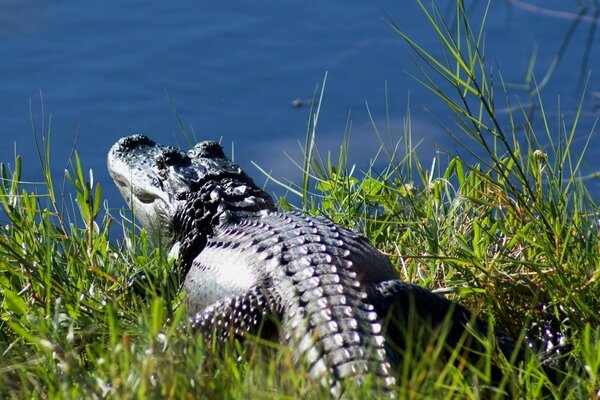 Crocodile walks through the grass to the water
