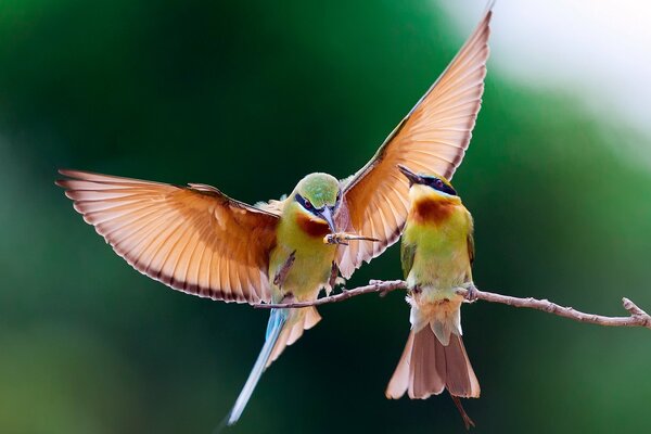 A couple of birds are sitting on a branch