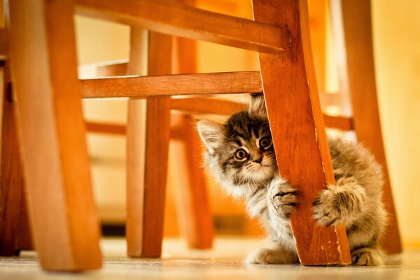 A small kitten hid behind a chair leg