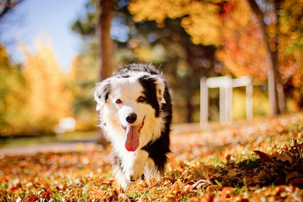 Golden colors of autumn with a dog
