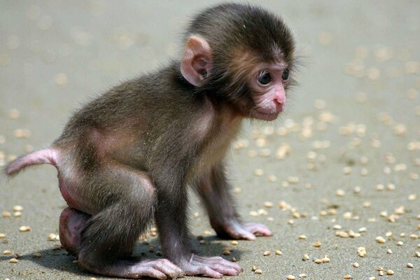 A little monkey is exploring the world