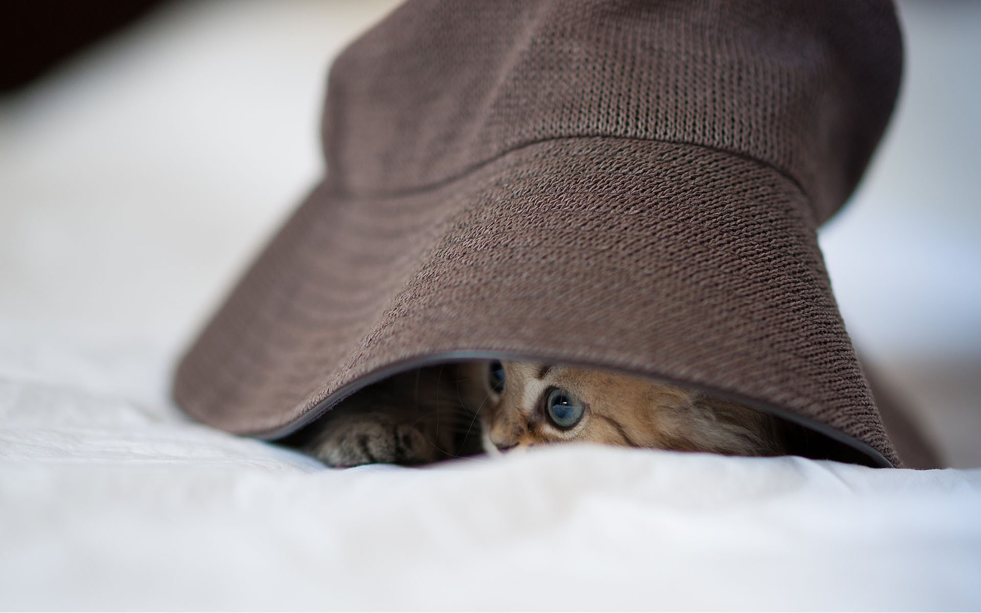 cat daisy hid kitty hat ben torode panama