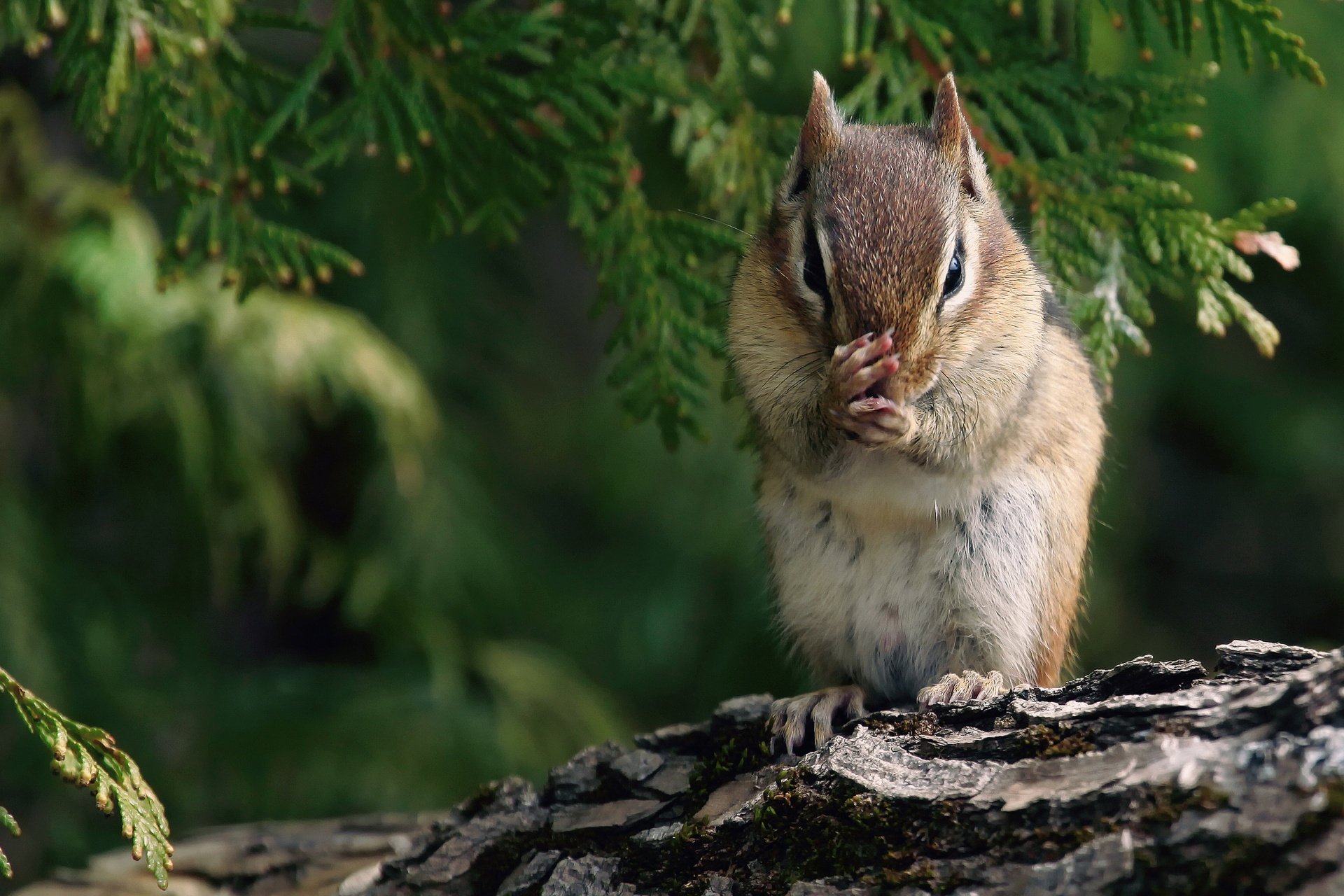 protein chipmunk legs bark branche