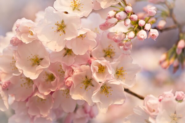 The flowering of a fruit tree. Fragrant flowers