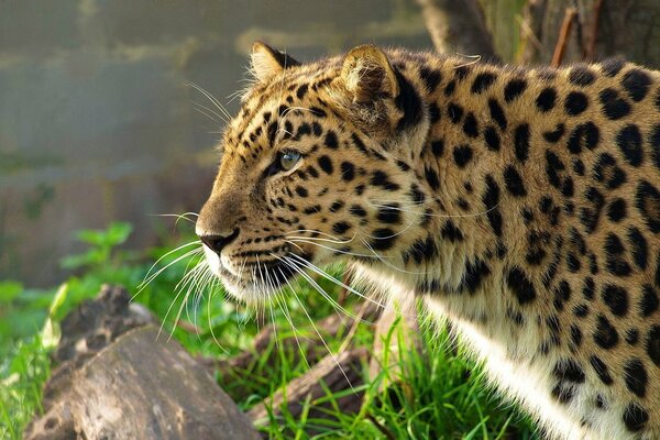 The Far Eastern leopard looks into the distance
