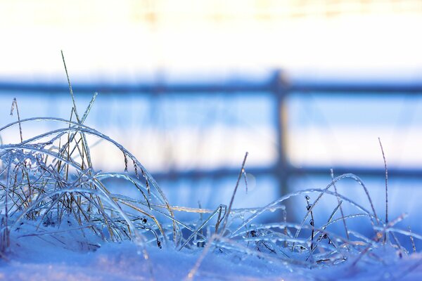 Frozen grass outside in winter