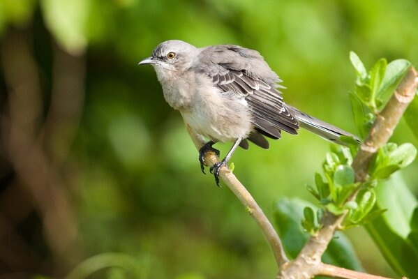 A little bird on a branch