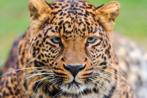 Deep and beautiful leopard look
