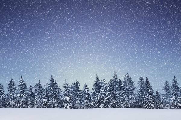 Snowflakes fall on the tops of the coniferous forest